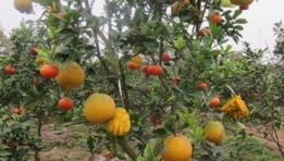 Strange trees and fruit in Vietnam