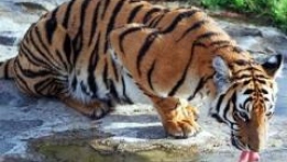 Gov’t cancels illegal auction of tiger bone