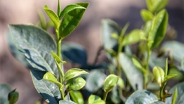 Vietnamese tea firms seek opportunity to enter US market