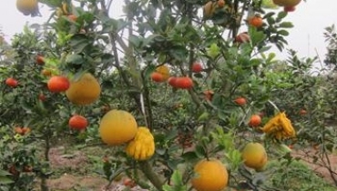Strange trees and fruit in Vietnam