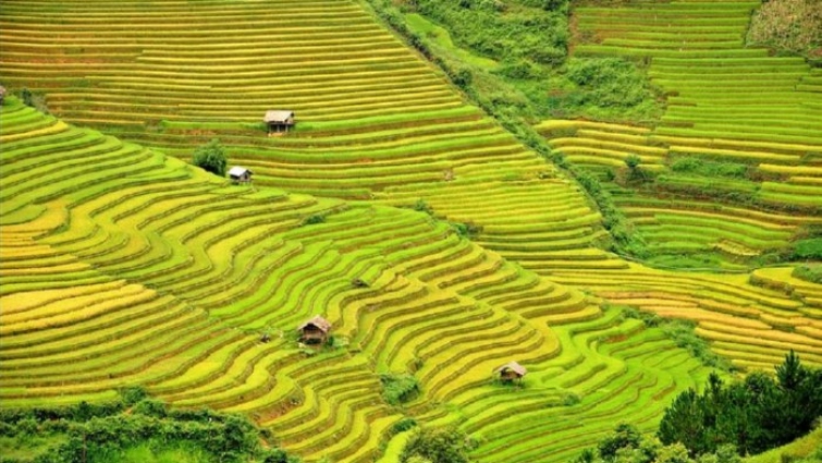 Mu Cang Chai - Gold rice field