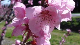 Tet festival holds in the RoK 