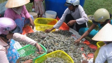 Shrimp exporters fear they may lose Japanese market